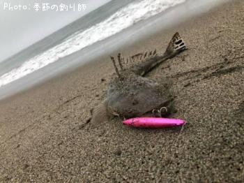 ޥ