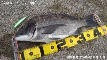 クロダイ