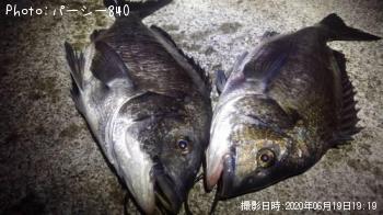 クロダイ
