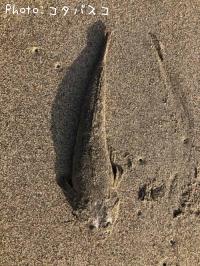 マゴチ