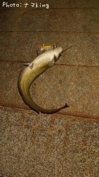 ナマズ