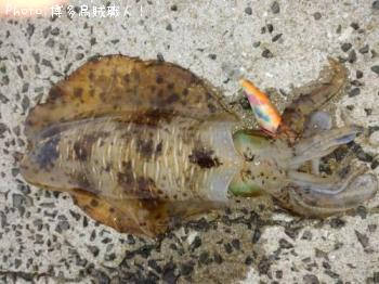アオリイカ、カミナリイカ