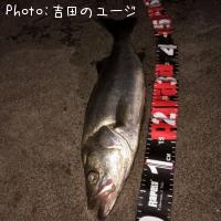シーバス