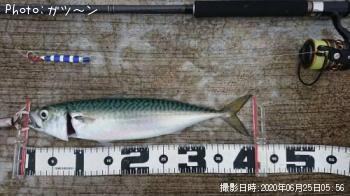 サバ