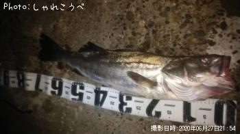 シーバス