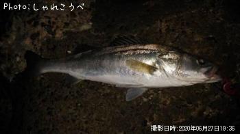 シーバス