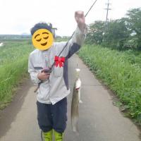 ナマズ