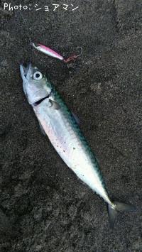 サバ