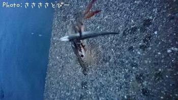 マゴチ＆ワタリガニ