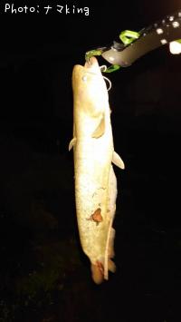 ナマズ
