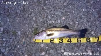 シーバス