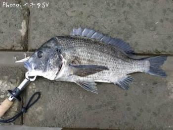 チヌ