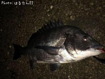 クロダイ　