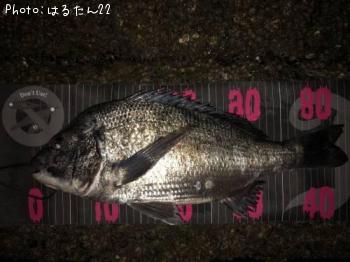 クロダイ　
