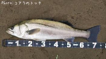 シーバス