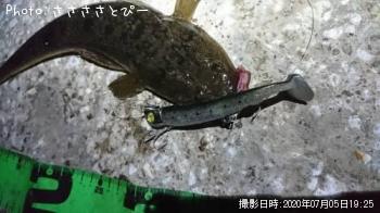 マゴチ