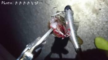 マゴチ