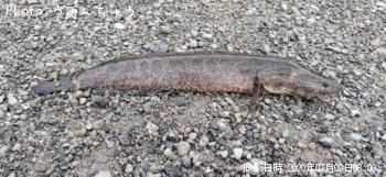 雷魚