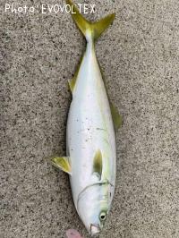 ҥ饴