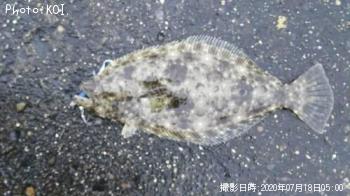 ヒラメ