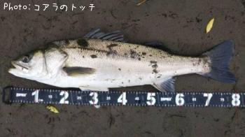 シーバス