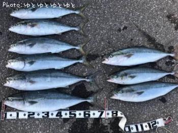 イナダ