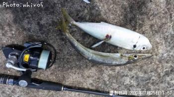 カマス