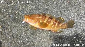 キジハタ