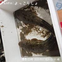マゴチ