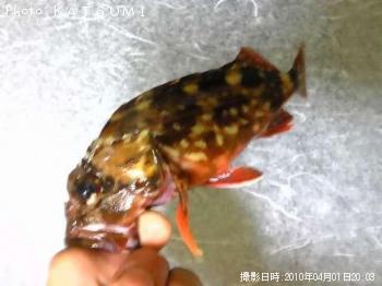 カサゴ