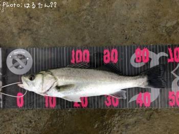 シーバス