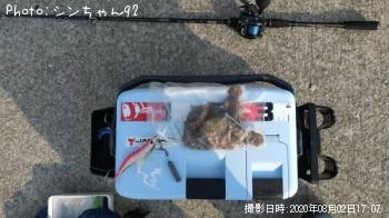 マダコ