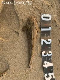 ޥ