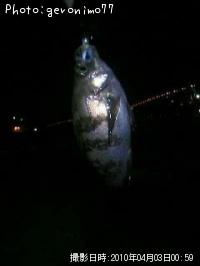 メバル
