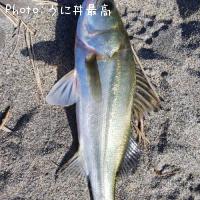 シーバス
