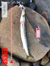 タイワンカマス