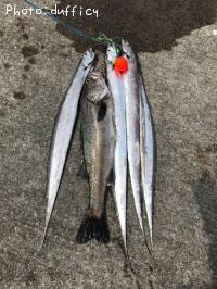 太刀魚