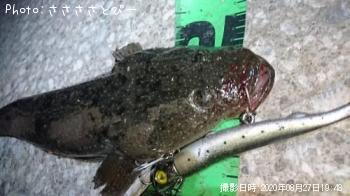 マゴチ