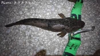 マゴチ