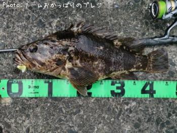 タケノコメバル
