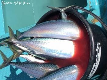 サバ
