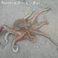 マダコ