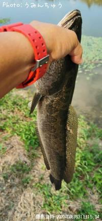 雷魚