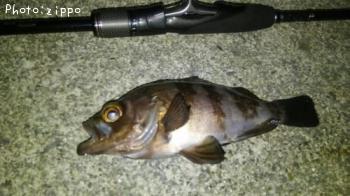 メバル