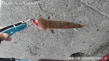 エソ