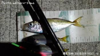 アジ