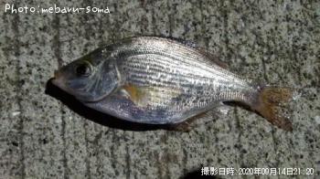 アジ