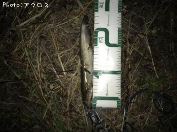 マナマズ