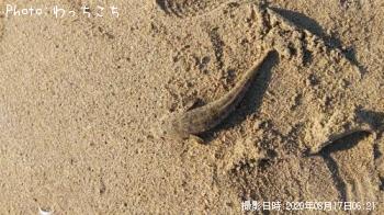 マゴチ