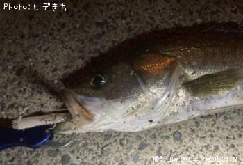 シーバス